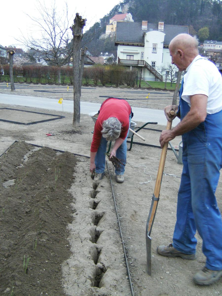 2008 Pflanzung der Wildrosen